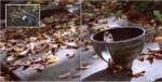 Ein Herbstbild aus dem Bildband